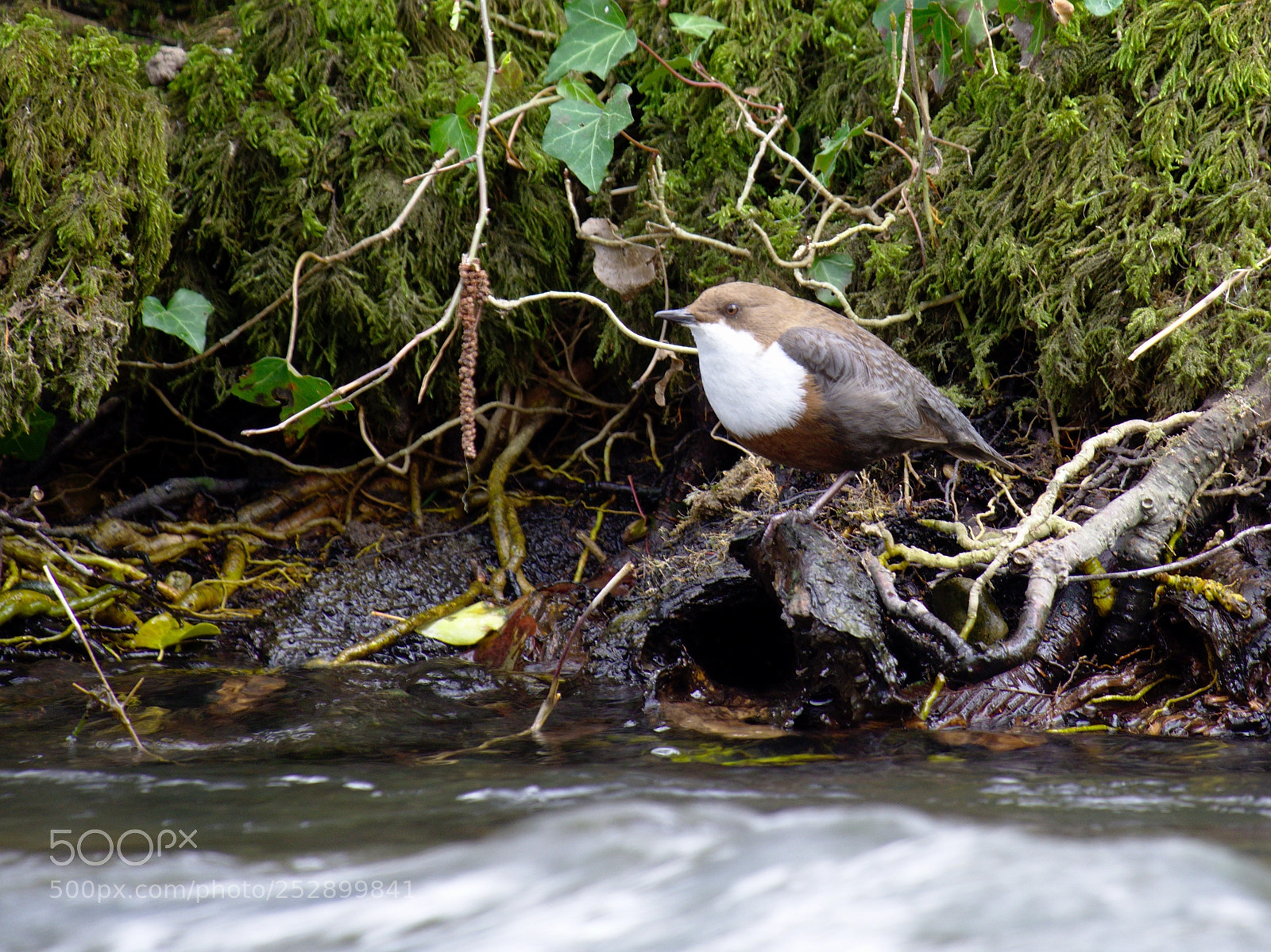 Olympus OM-D E-M10 sample photo. Dipper photography