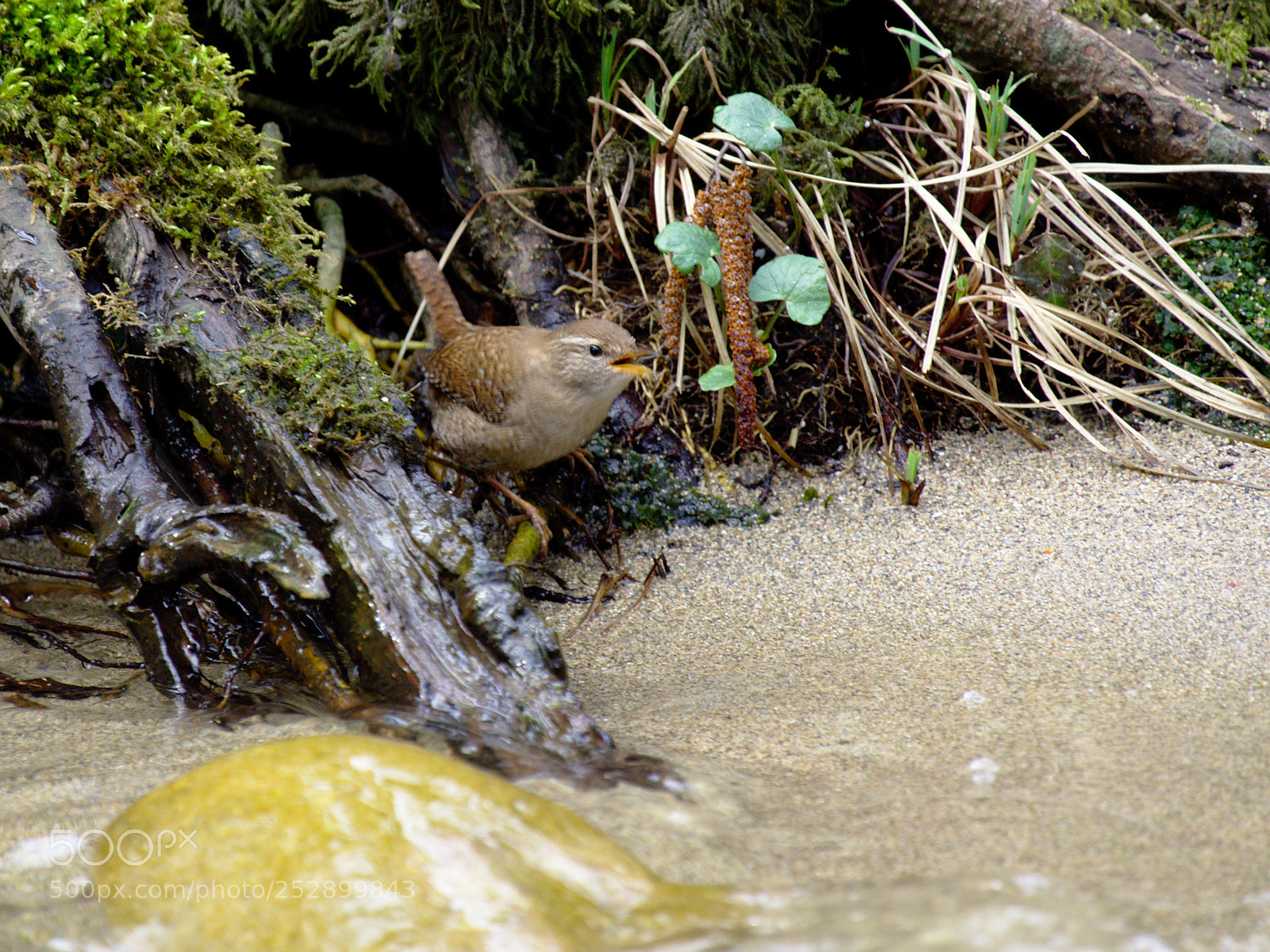 Olympus OM-D E-M10 sample photo. Wren photography