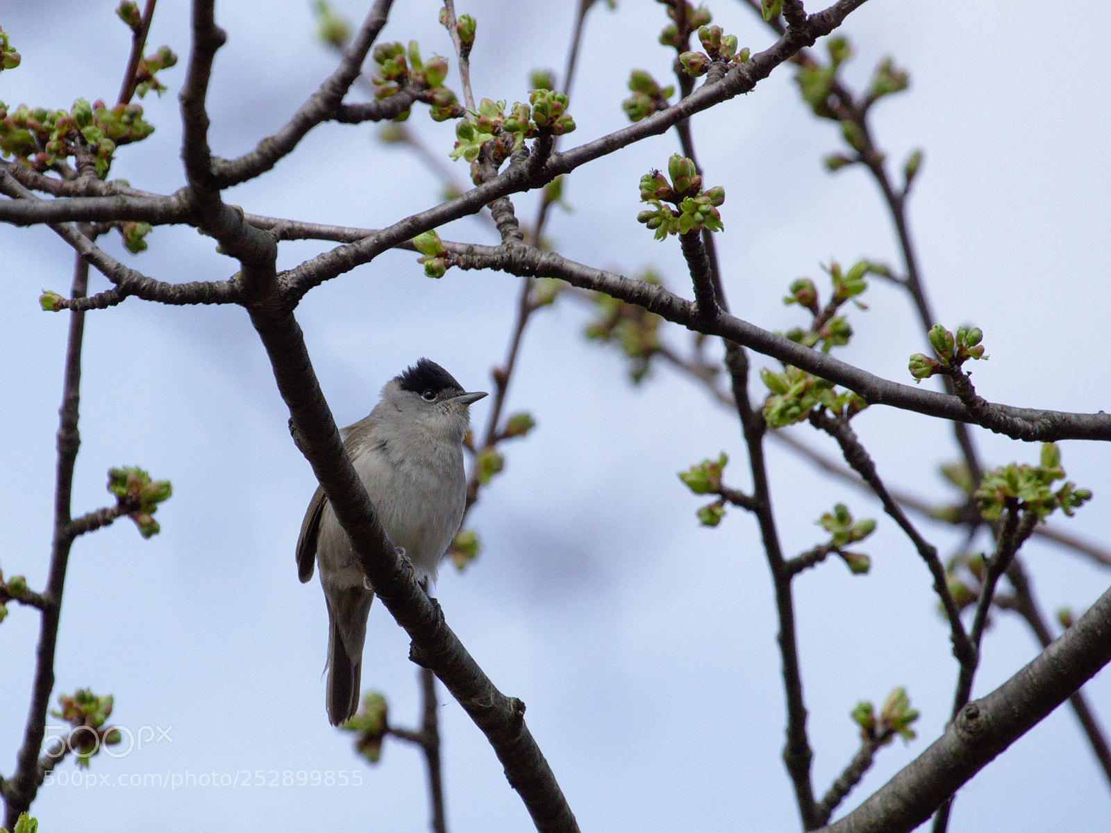 Olympus OM-D E-M10 sample photo. Blackcap photography