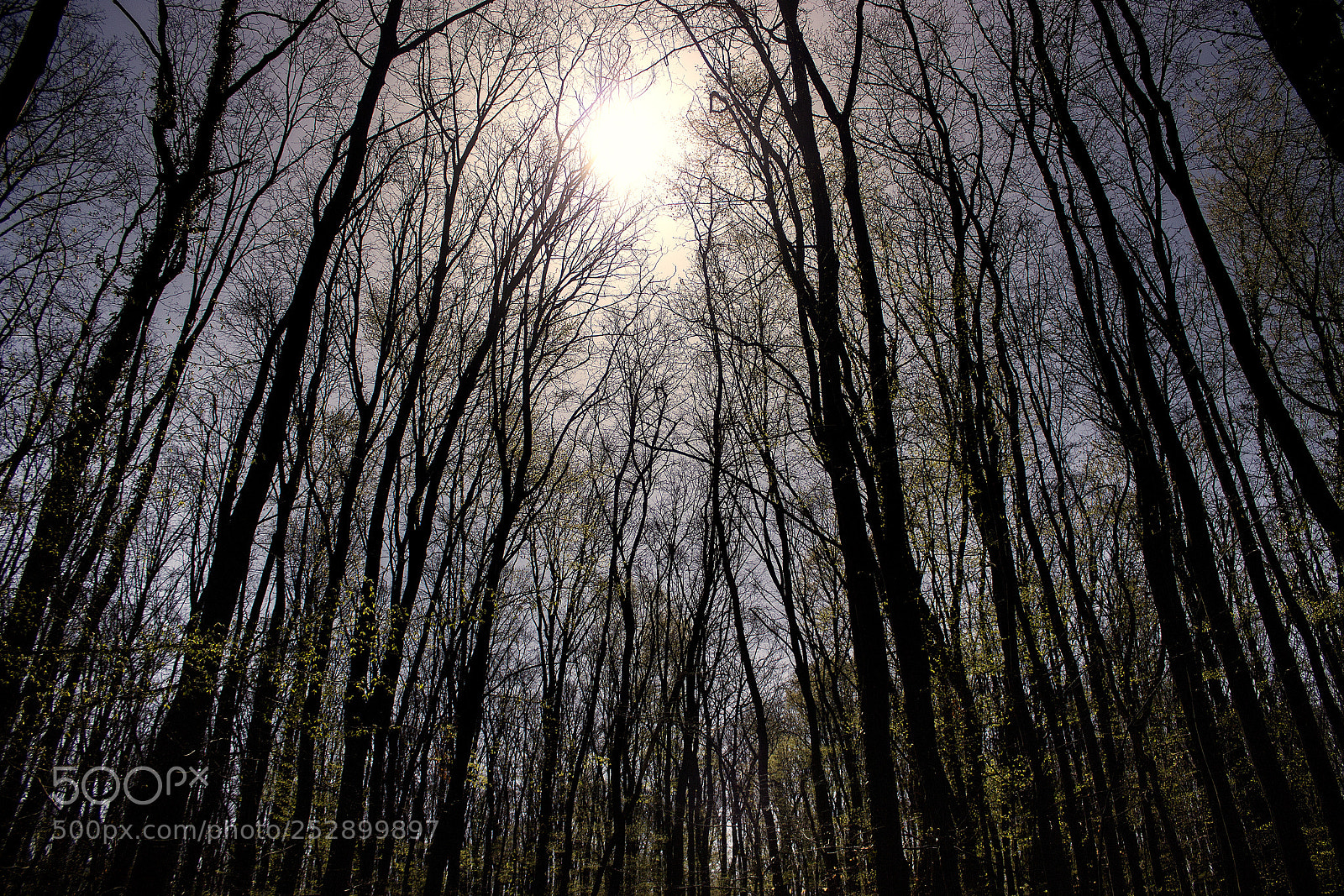 Canon EOS 600D (Rebel EOS T3i / EOS Kiss X5) sample photo. Spring walk #2 photography