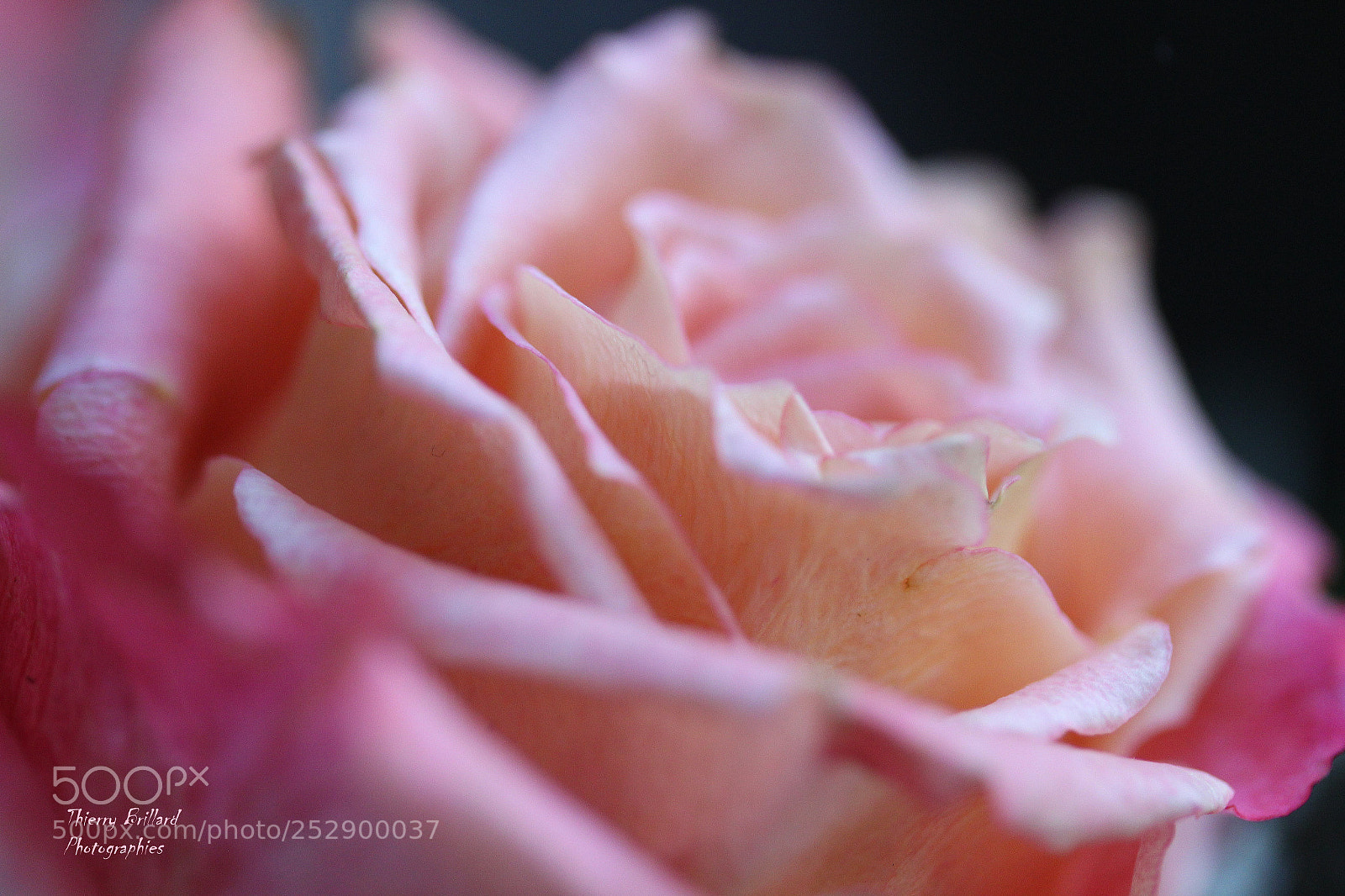 Canon EOS 600D (Rebel EOS T3i / EOS Kiss X5) sample photo. Rose floutée photography