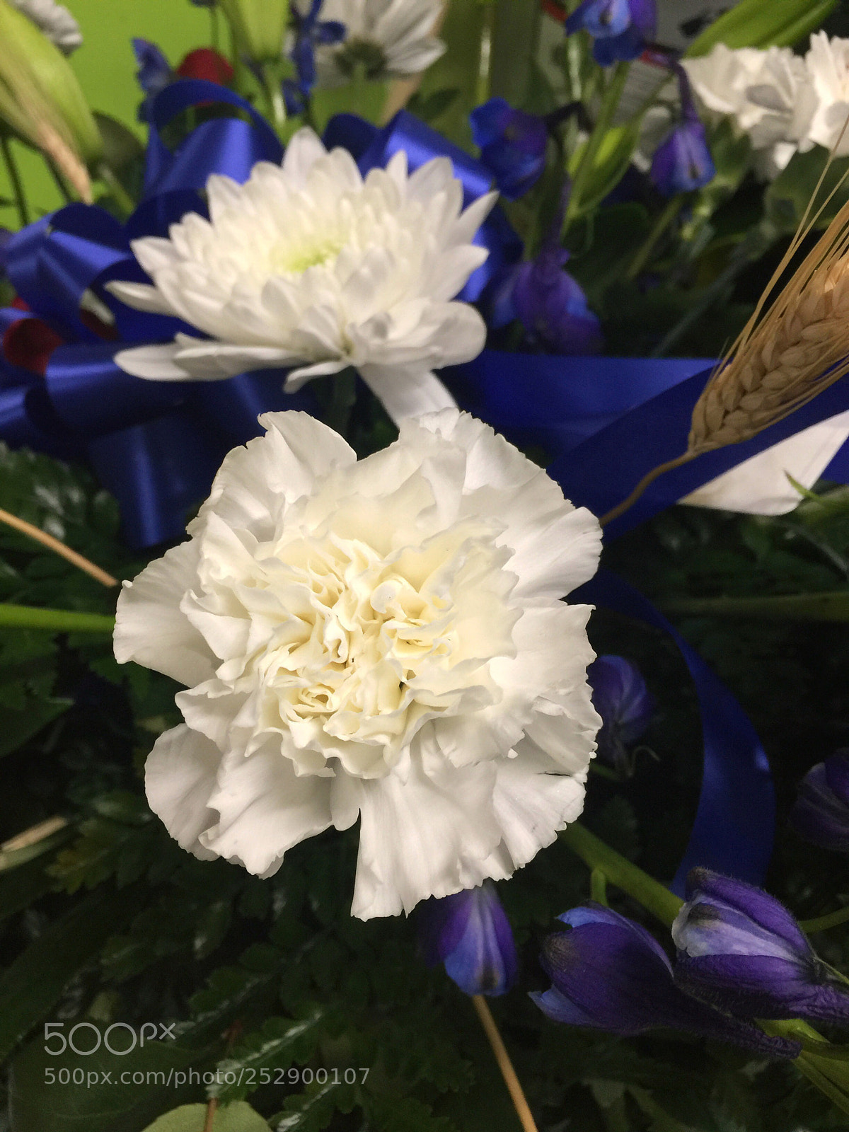 Apple iPhone 6 Plus sample photo. Today’s flower ?  photography