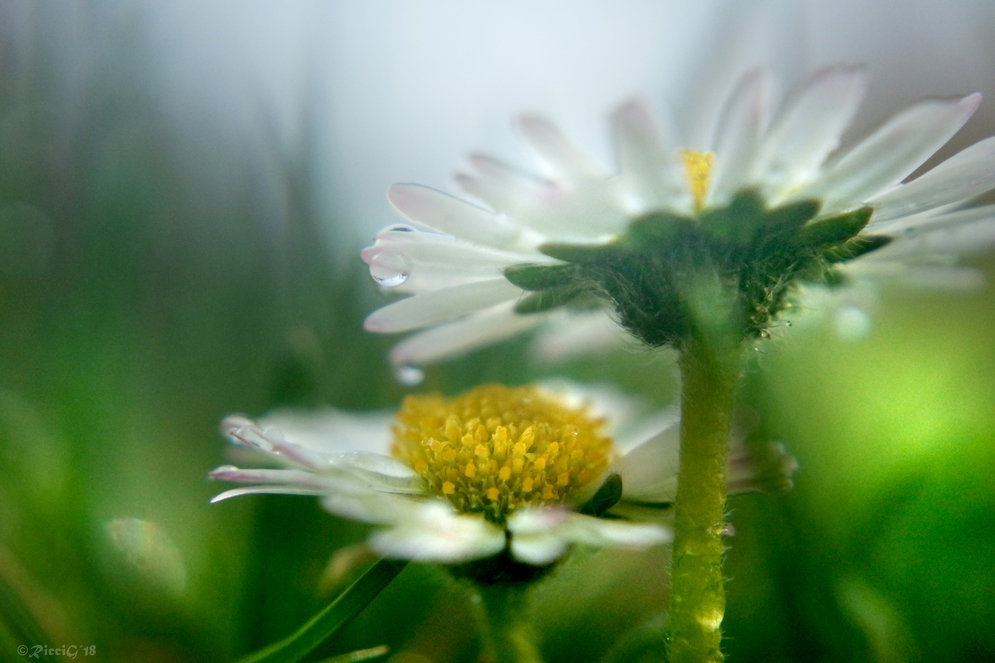 Samsung NX3300 sample photo. Daisies photography