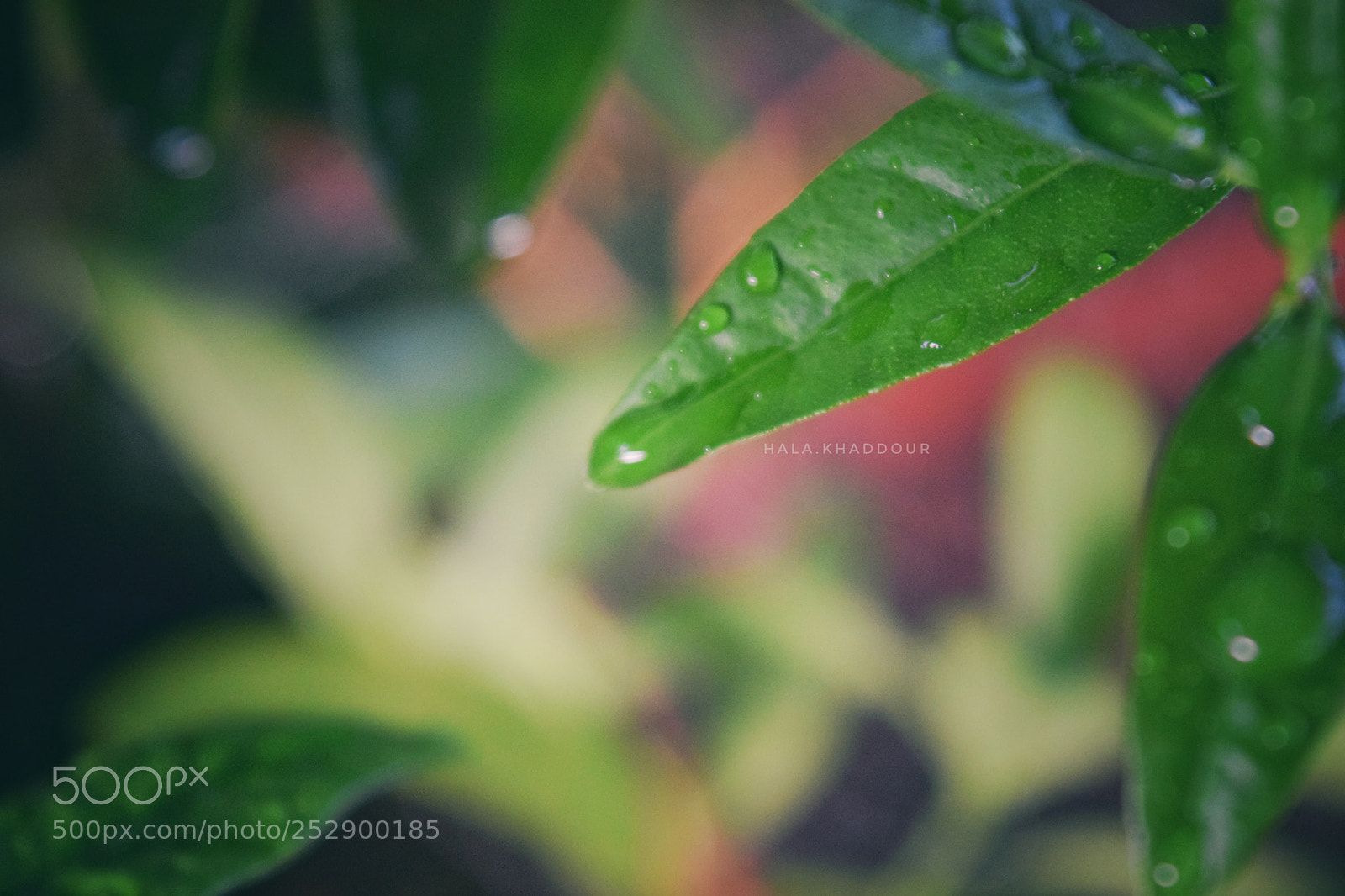 Nikon D5300 sample photo. Untitled photography