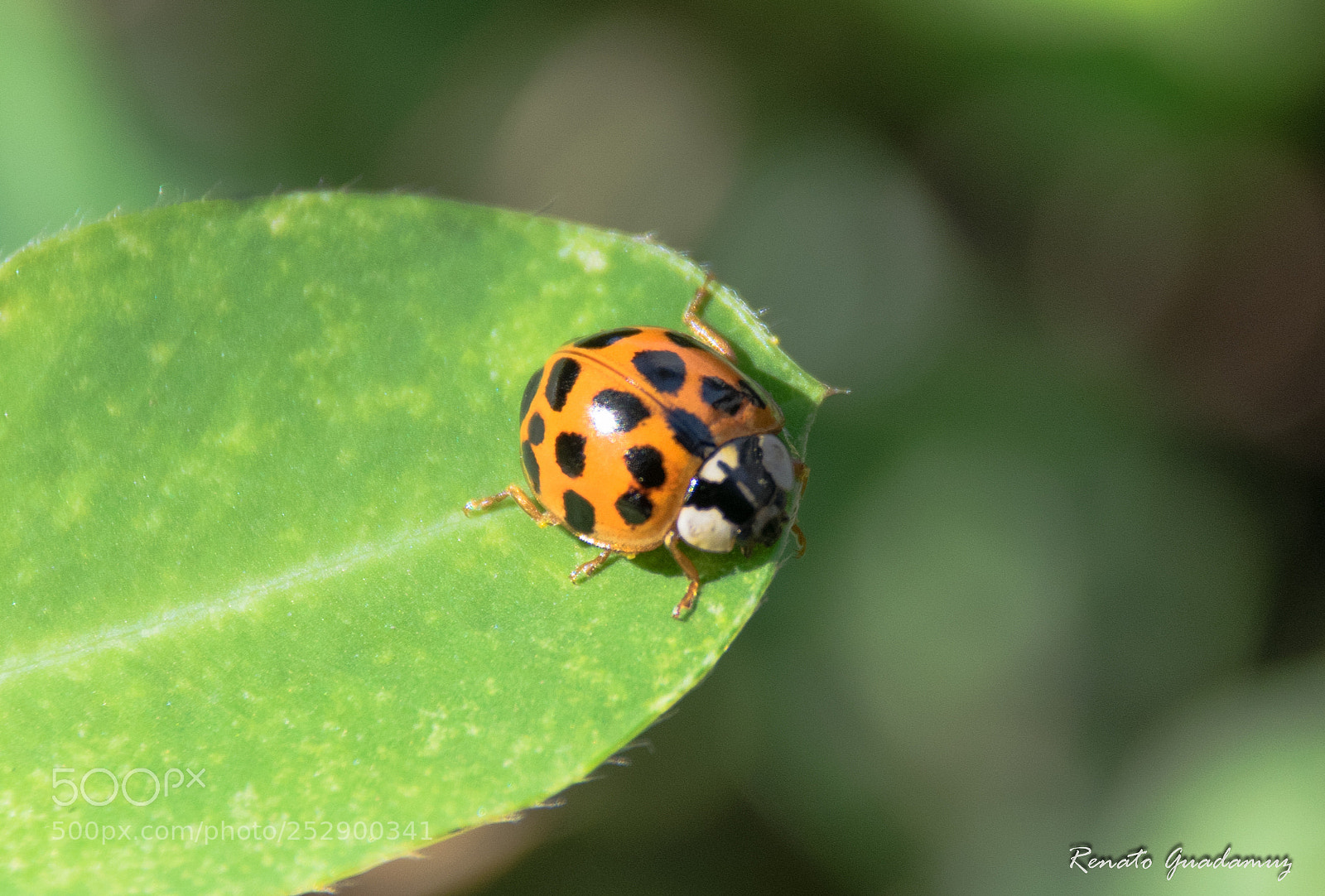 Nikon D5300 sample photo. Ladybug photography