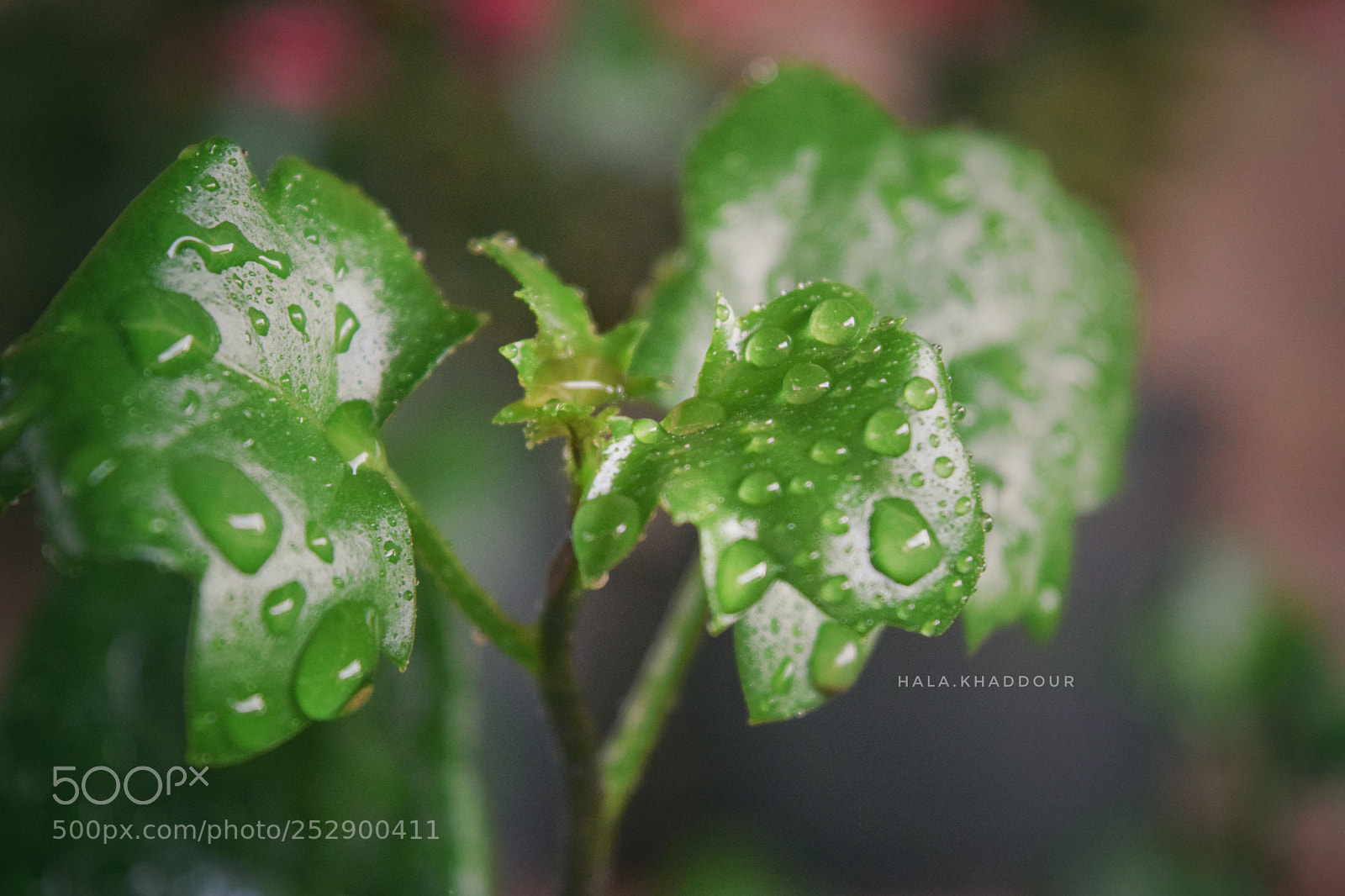 Nikon D5300 sample photo. Untitled photography