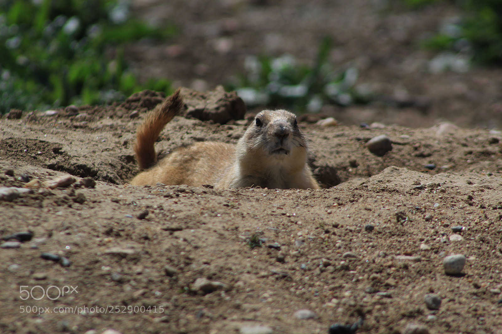 Canon EOS 1300D (EOS Rebel T6 / EOS Kiss X80) sample photo. Prairie dog  photography