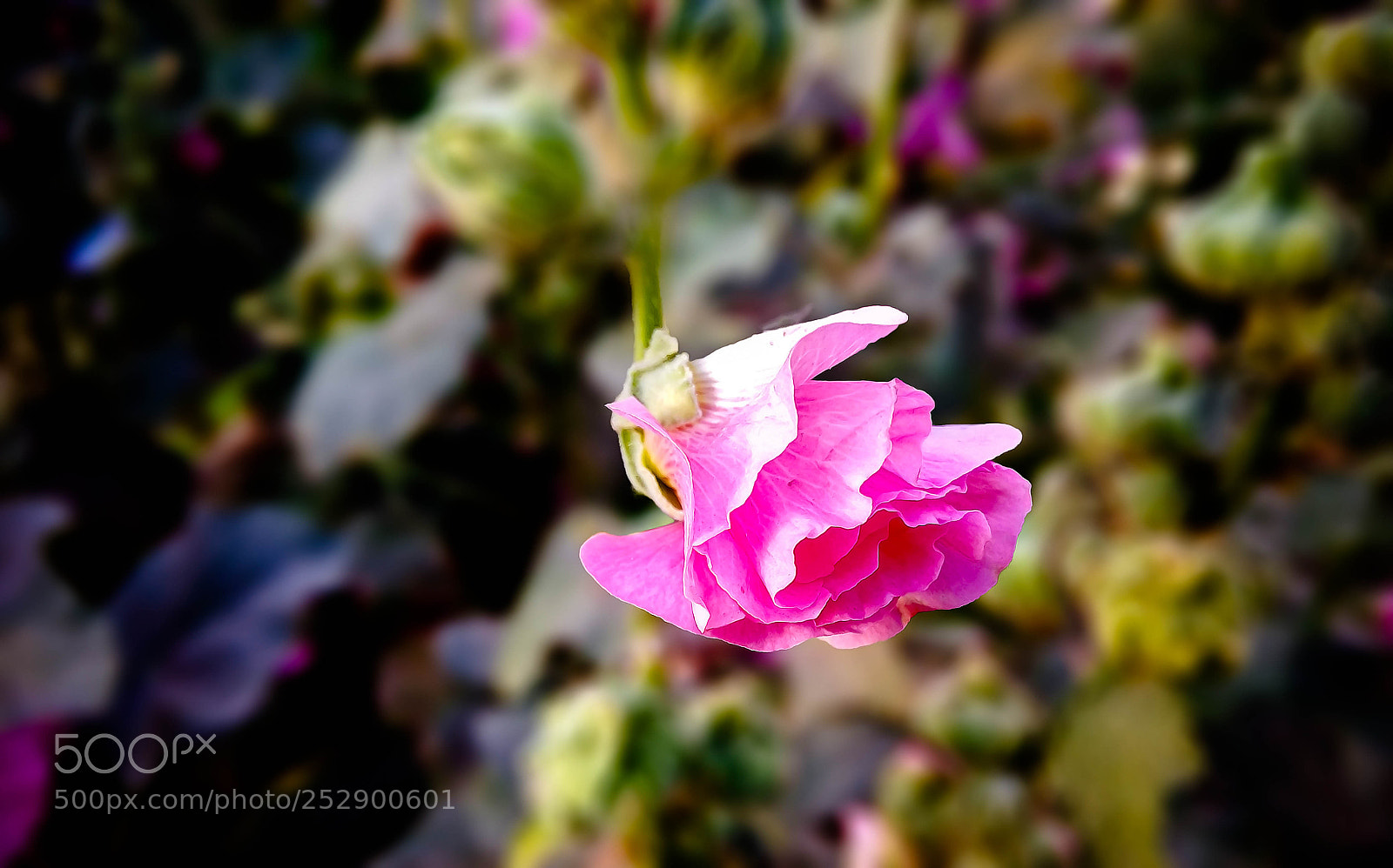Xiaomi Redmi Note 4 sample photo. A new morning photography