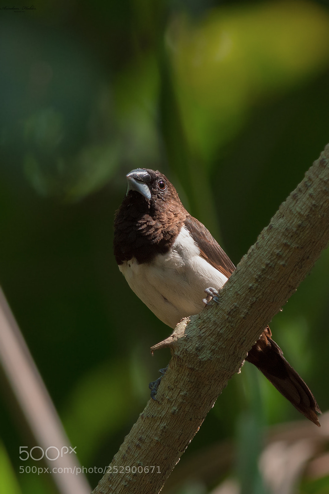 Nikon D7200 sample photo. White rumped munia photography