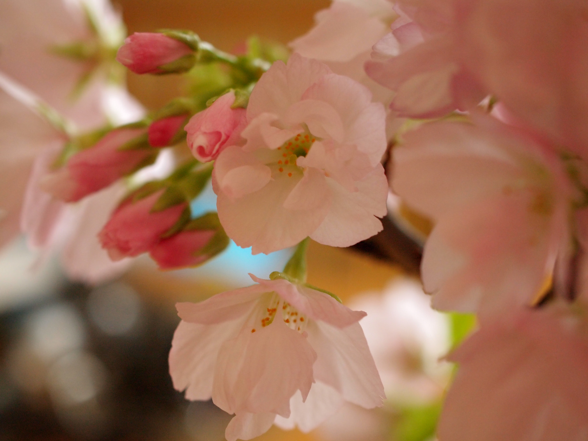 Olympus PEN E-P2 sample photo. Photo by olympus pen. photography