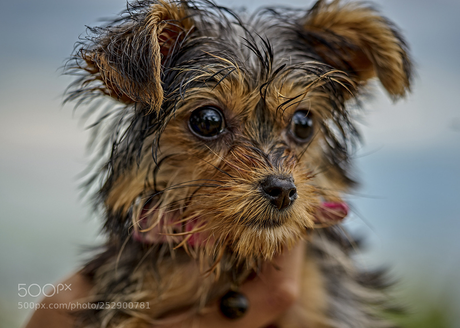 Sony a7 sample photo. Age of innocence photography