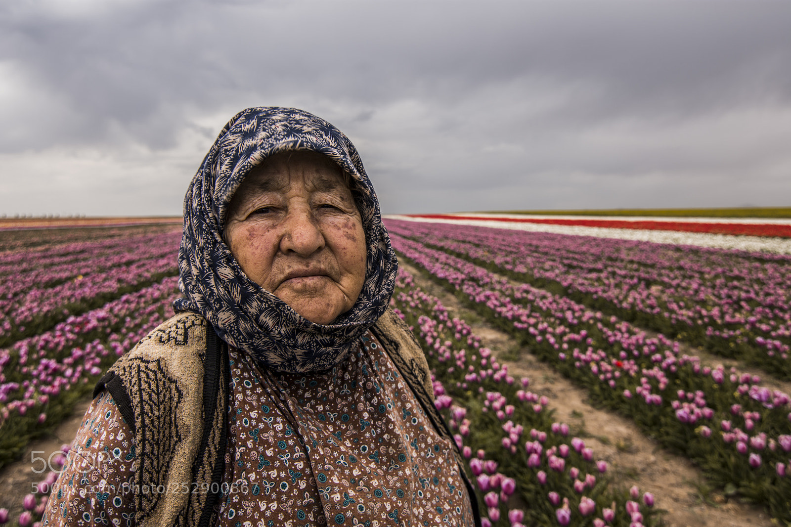 Nikon D7200 sample photo. Tulip garden photography