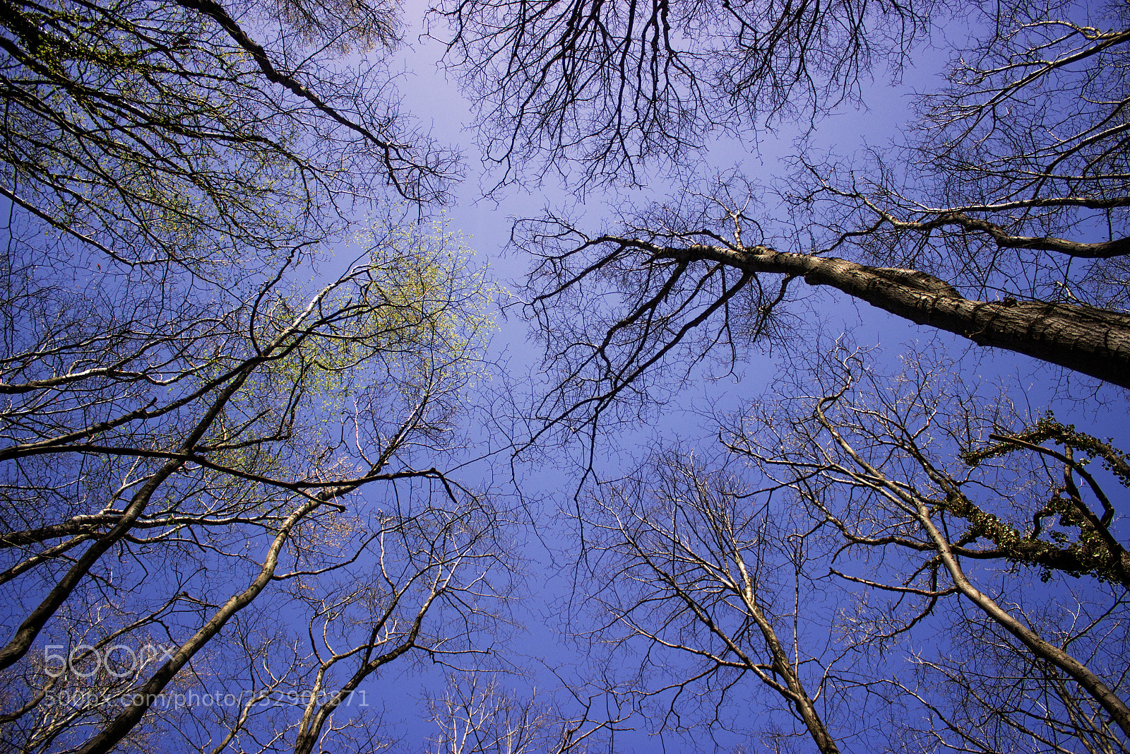 Canon EOS 600D (Rebel EOS T3i / EOS Kiss X5) sample photo. Spring walk #3 photography