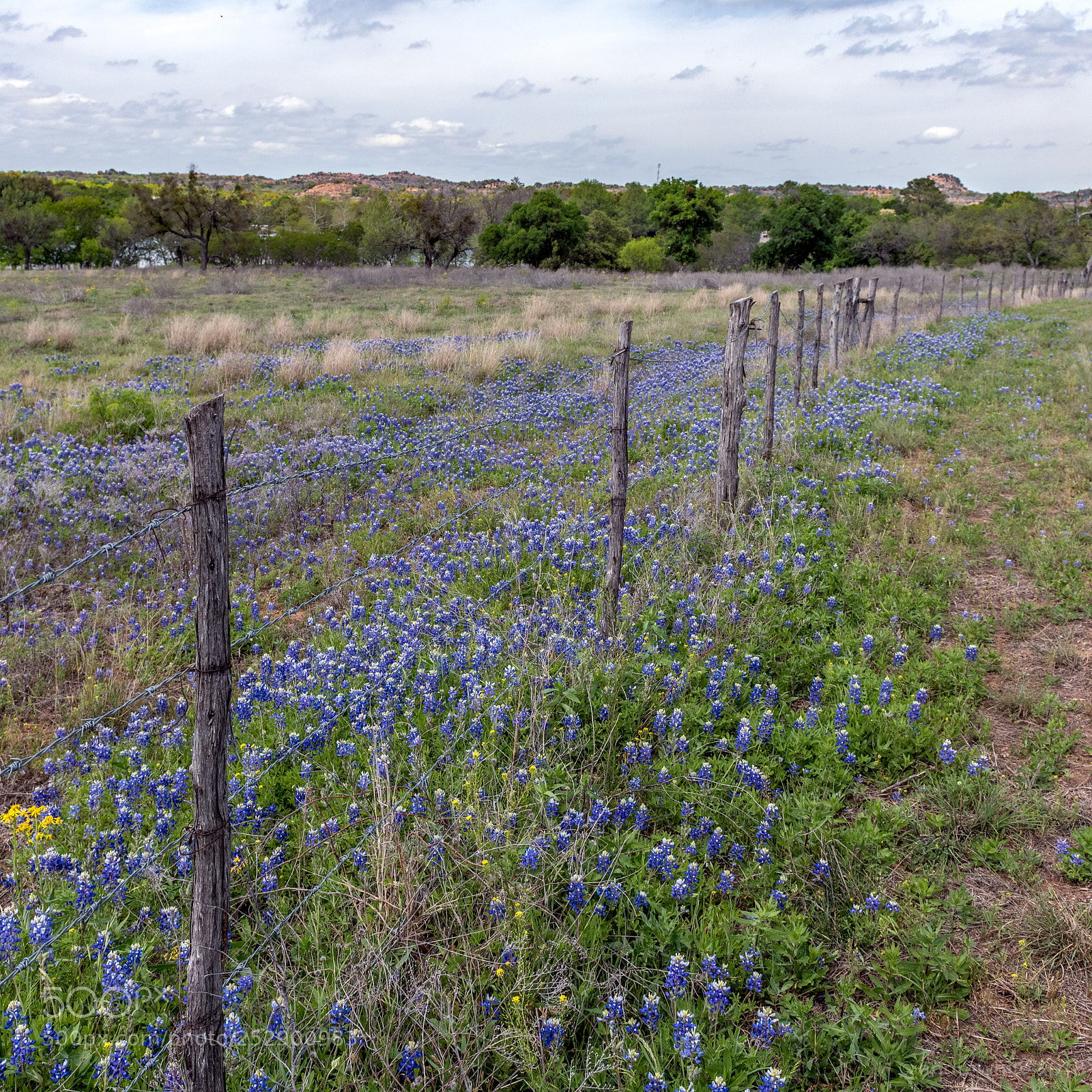 Nikon D850 sample photo. Fence line photography