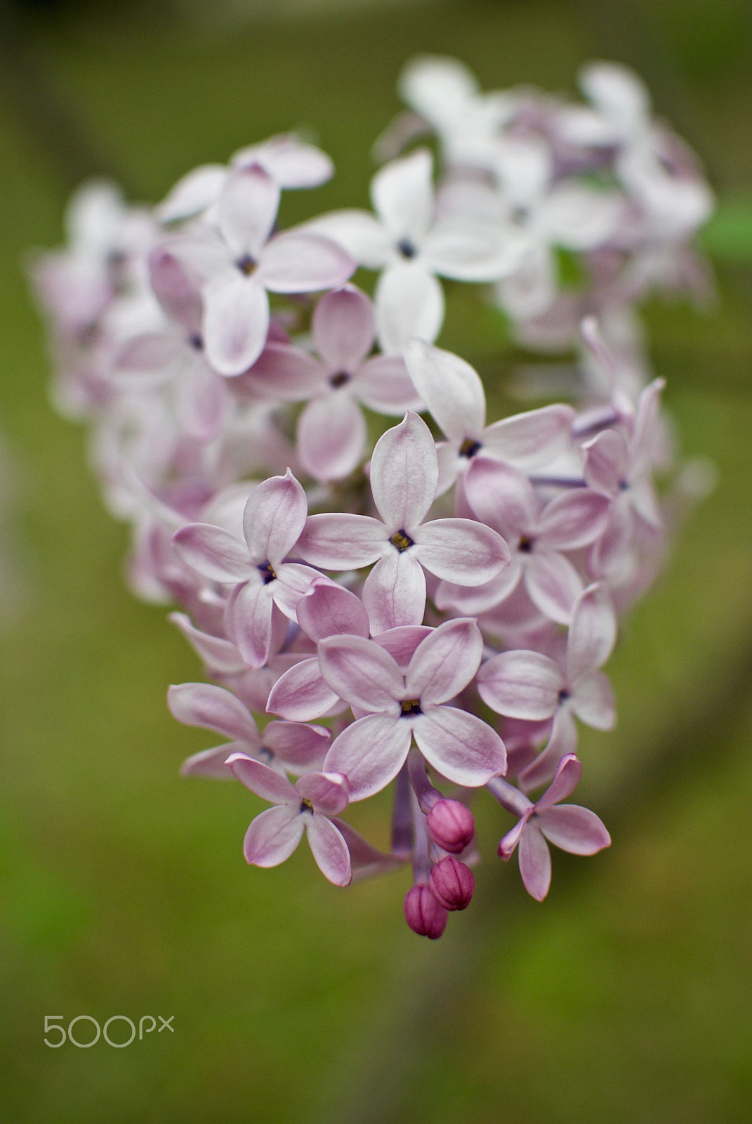 Nikon 1 J2 sample photo. Lilac photography