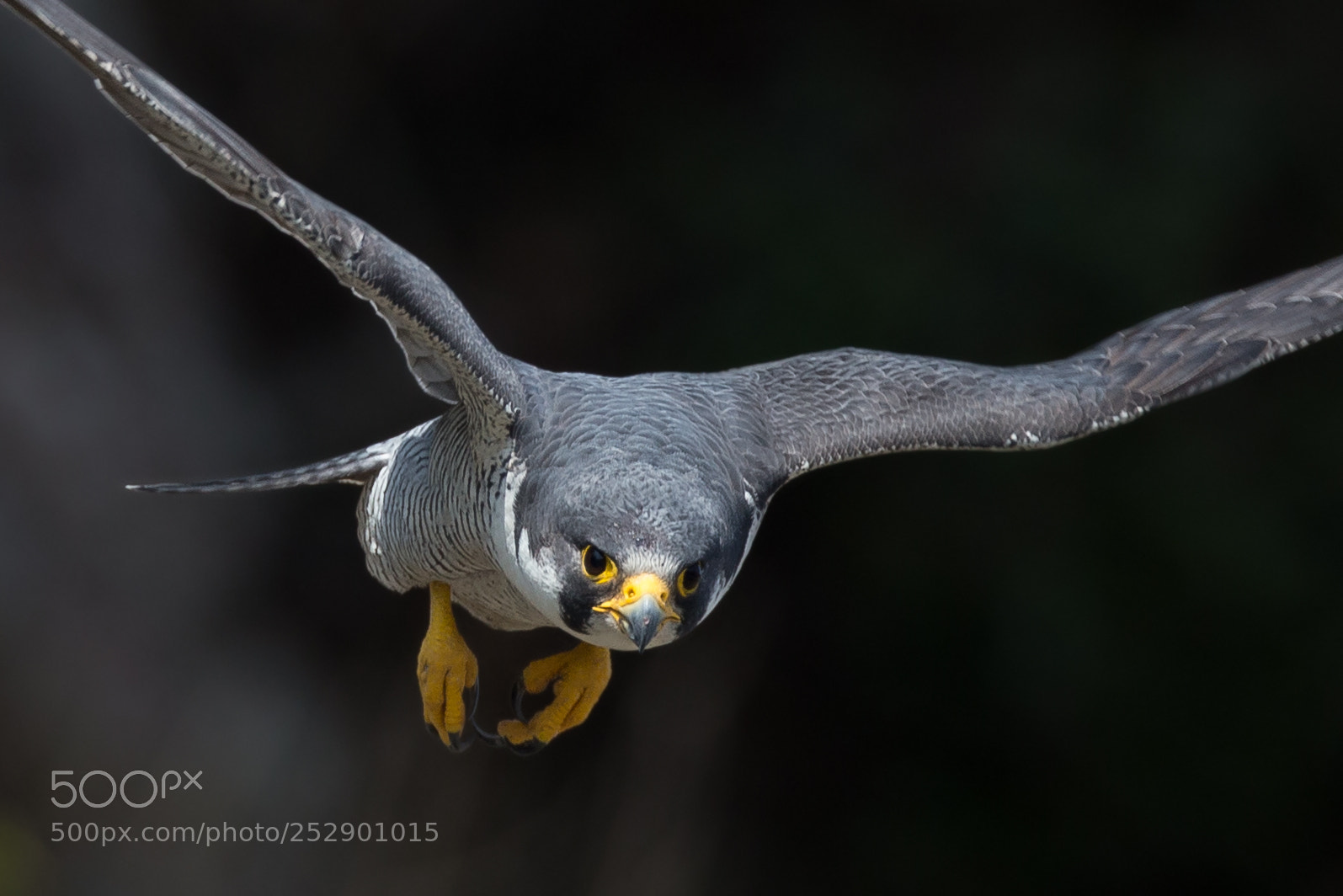 Canon EOS-1D X sample photo. Beatifull falcon photography