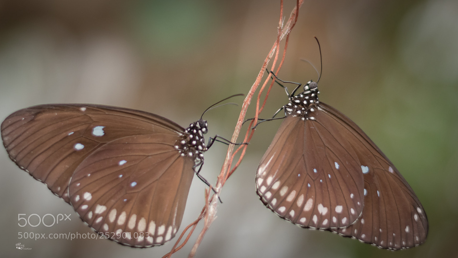 Nikon D5500 sample photo. Butterfly photography