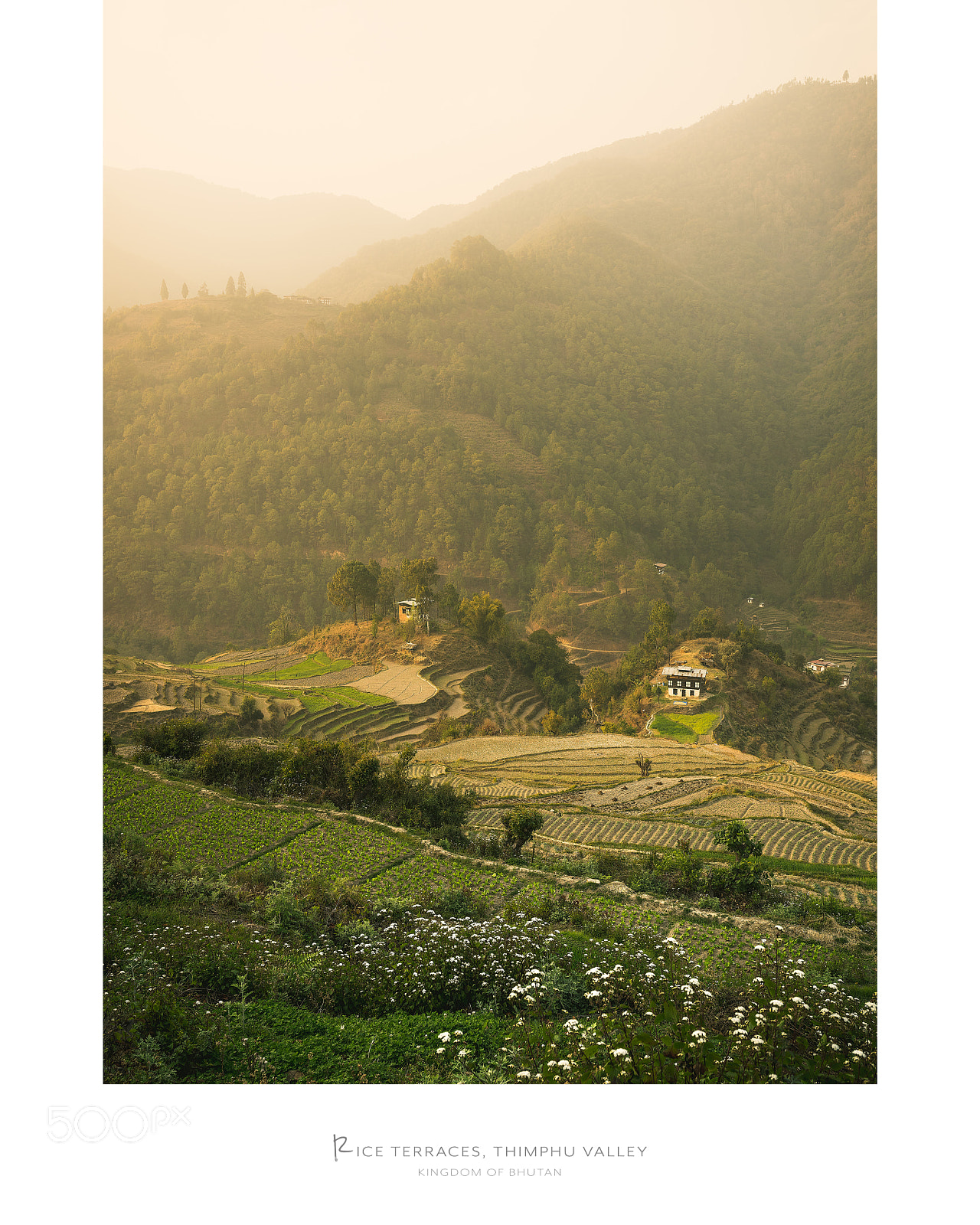Nikon D810 sample photo. Rice terraces, thimphu valley photography