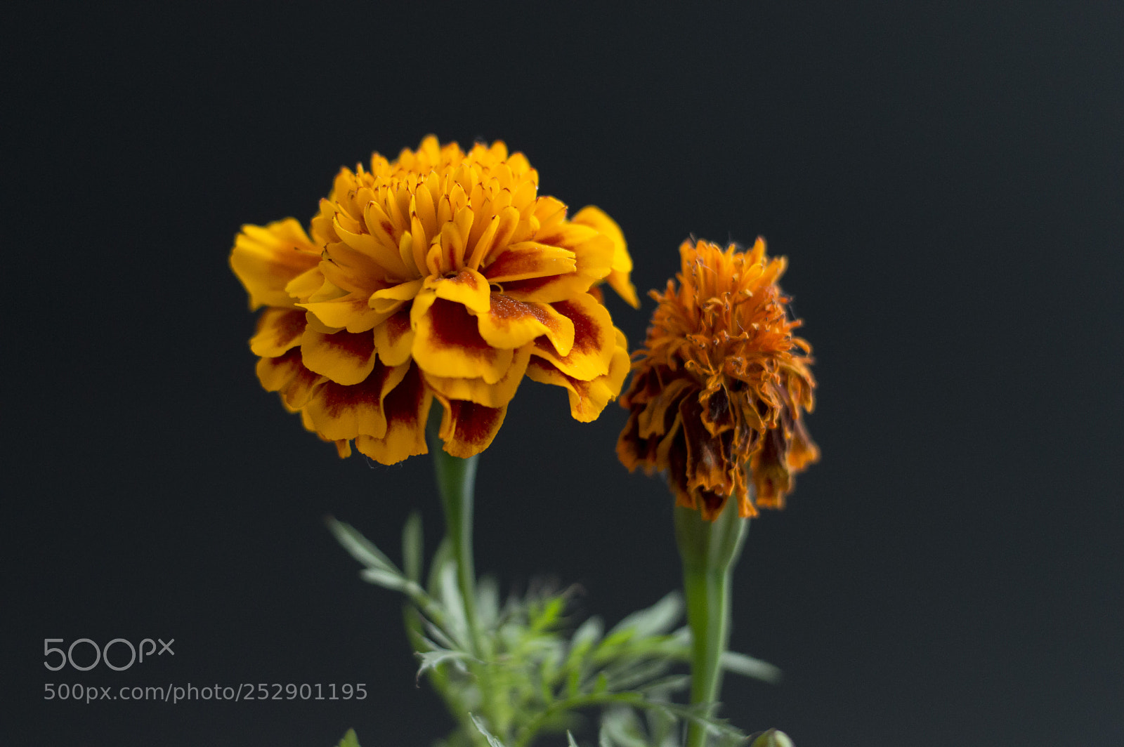 Nikon D3200 sample photo. Orange flower photography
