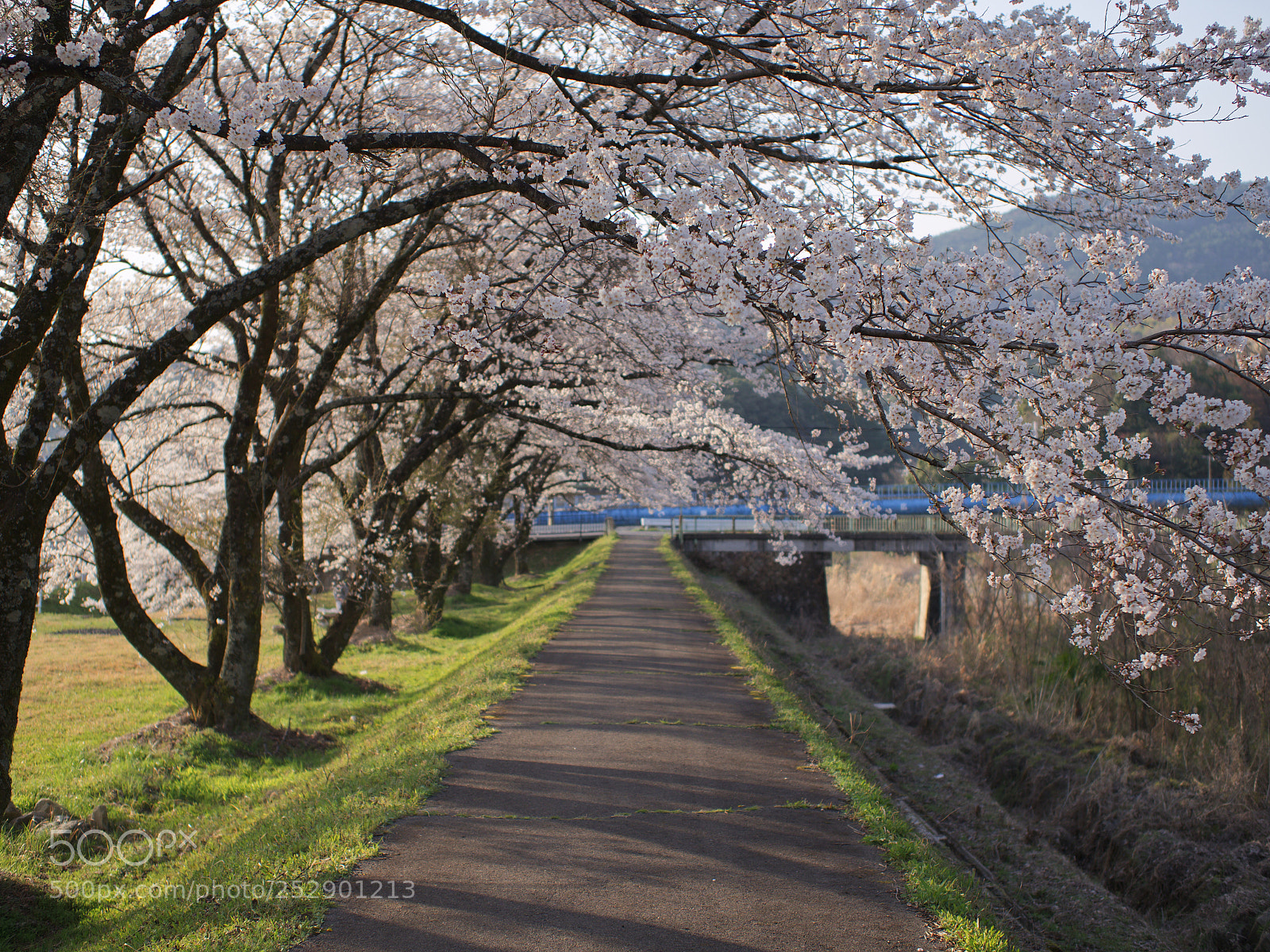 Olympus OM-D E-M1 Mark II sample photo. 桜の道 | cherry tree road photography