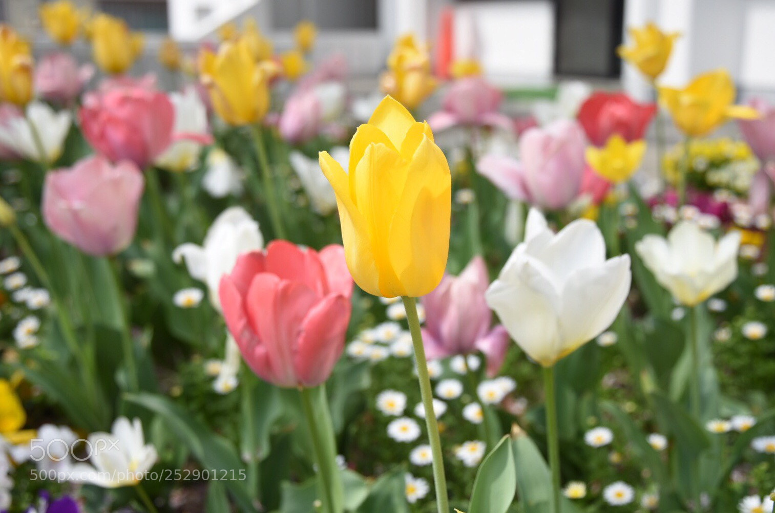 Nikon D7200 sample photo. Tulips photography