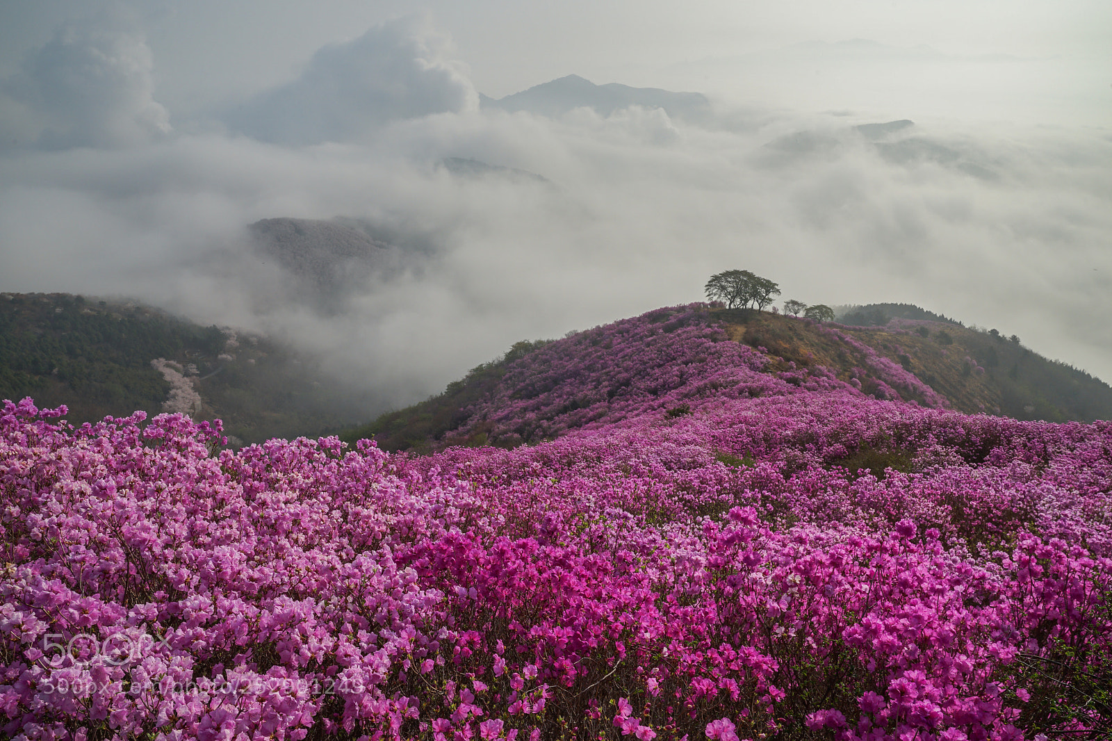 Sony a7 II sample photo. Rhododendron flowers of yeongchuisan photography
