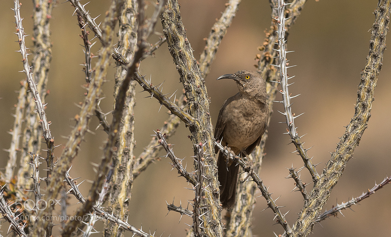 Nikon D500 sample photo. Curved-bill thrasher photography