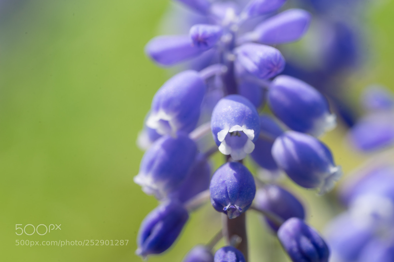 Sony a7 II sample photo. Muscari photography
