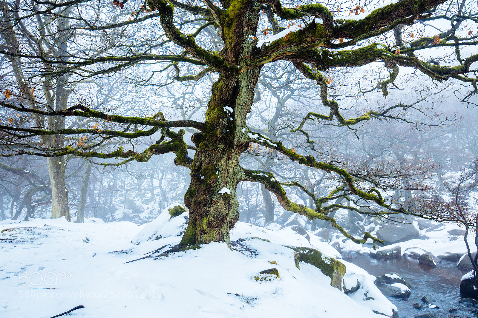 Canon EOS 5DS R sample photo. Winter's tale ii photography