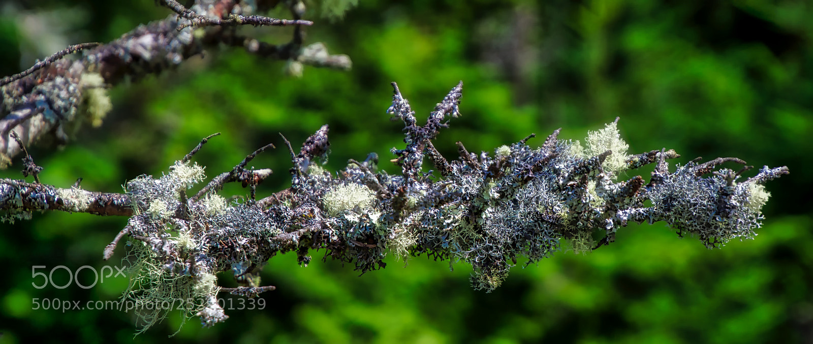 Nikon D7200 sample photo. Hongos photography