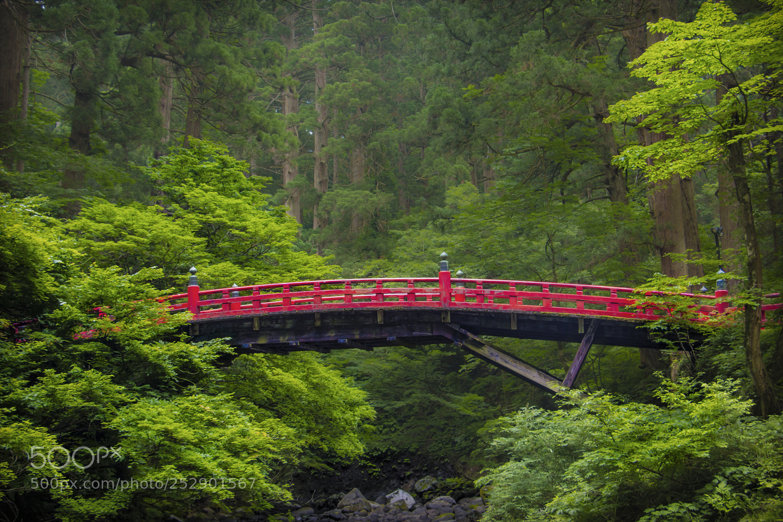 Canon EOS 70D sample photo. Red on green photography