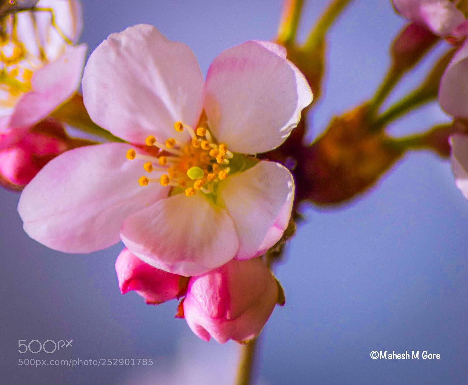 Nikon D5300 sample photo. Colors of season photography