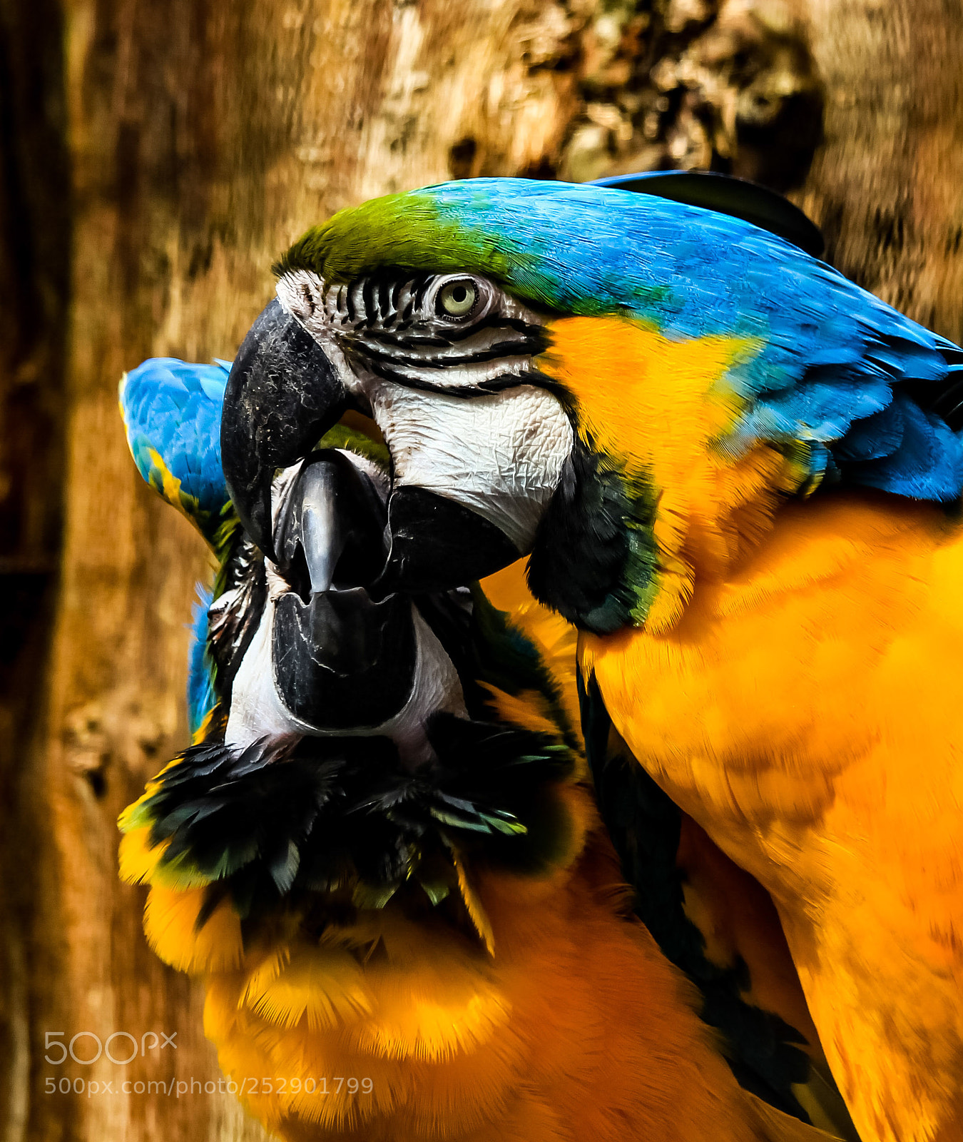 Canon EOS 600D (Rebel EOS T3i / EOS Kiss X5) sample photo. Parrot photography