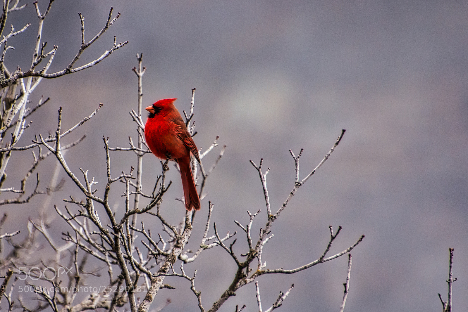 Nikon D7200 sample photo. Cardinal at the falls photography