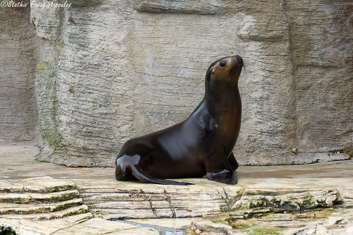 Sony SLT-A77 sample photo. Sea lion photography