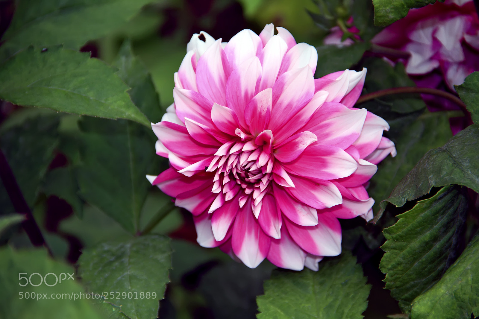 Canon EOS 7D sample photo. Flower photography