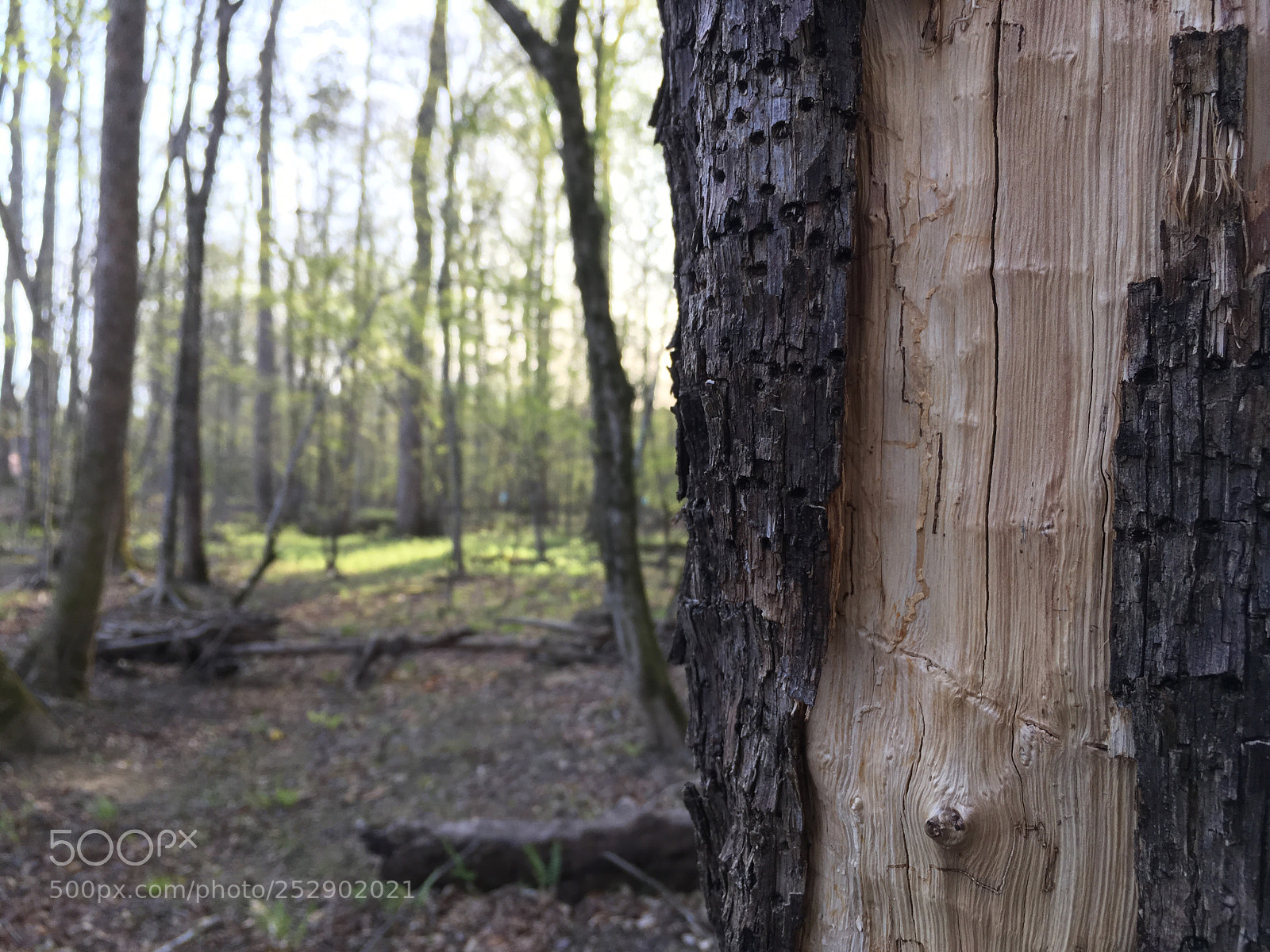Apple iPhone SE sample photo. Lacking bark photography