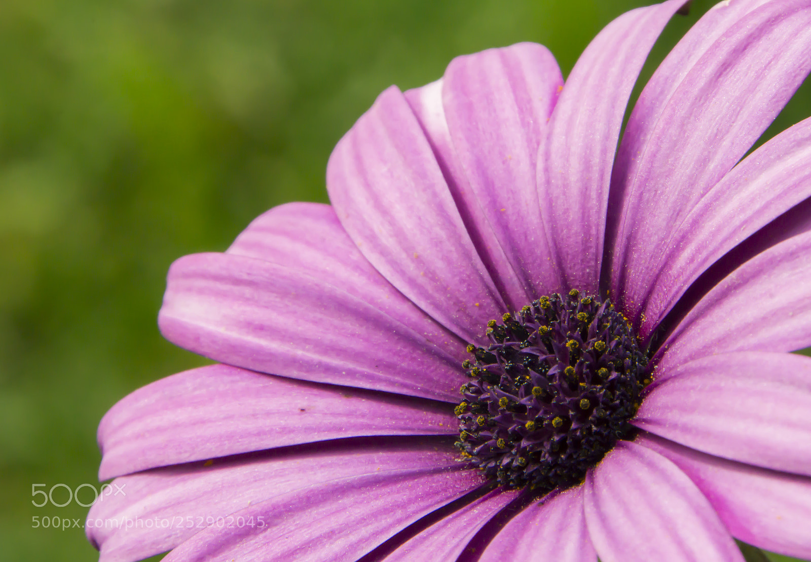 Sony a6000 sample photo. Daisy photography