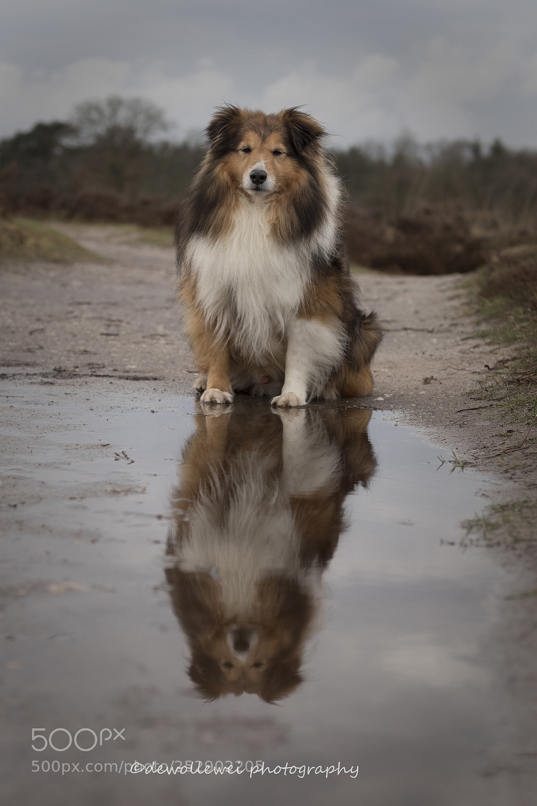 Canon EOS 7D Mark II sample photo. Kybeau the sheltie photography