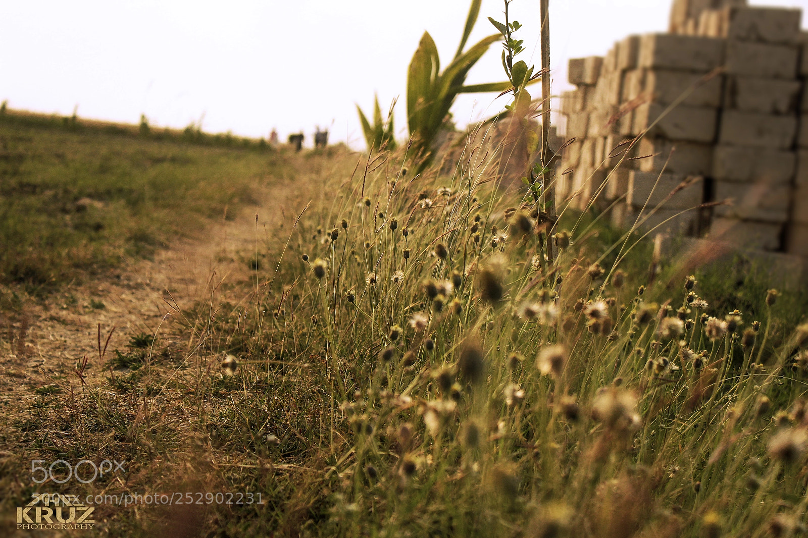 Canon EOS 1300D (EOS Rebel T6 / EOS Kiss X80) sample photo. Field of grass photography