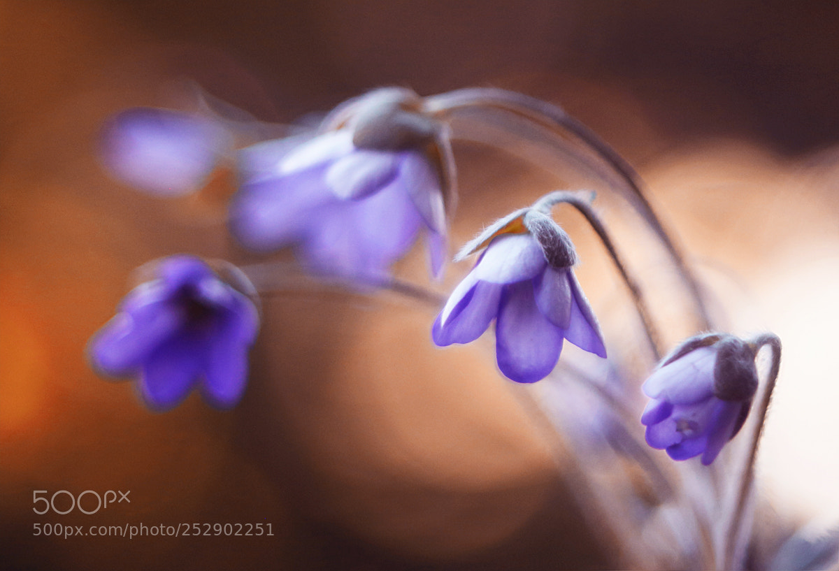 Canon EOS 5D Mark II sample photo. Hepatica nobilis photography