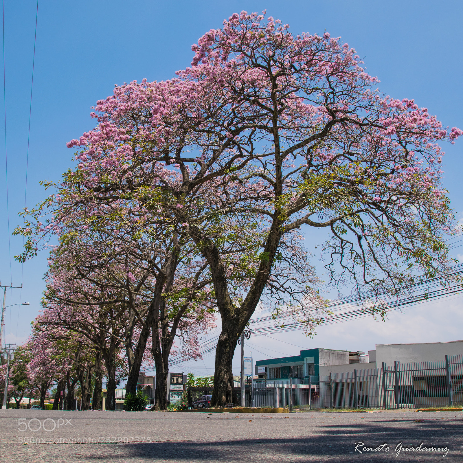 Nikon D5300 sample photo. Spring is in the photography