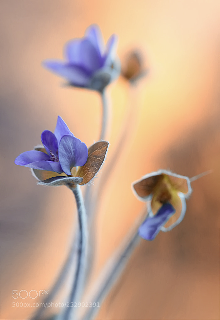 Canon EOS 5D Mark II sample photo. Hepatica nobilis photography