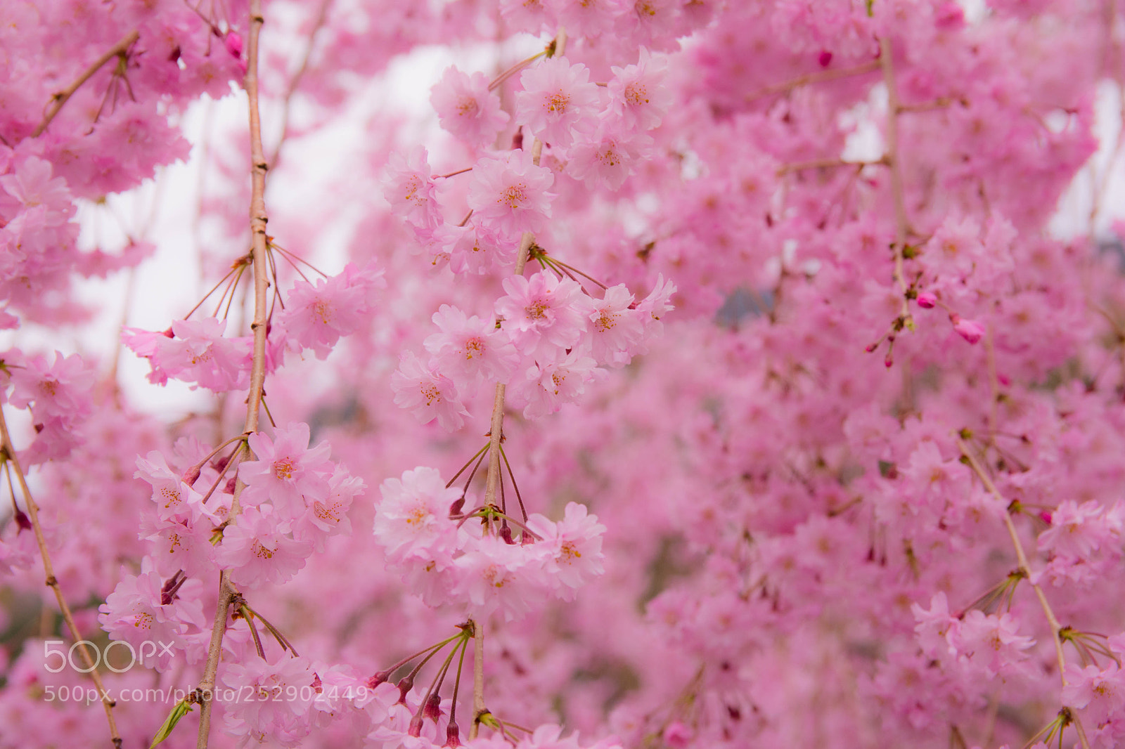 Nikon D7200 sample photo. Weeping cherry blossoms (sidare-sakura) photography