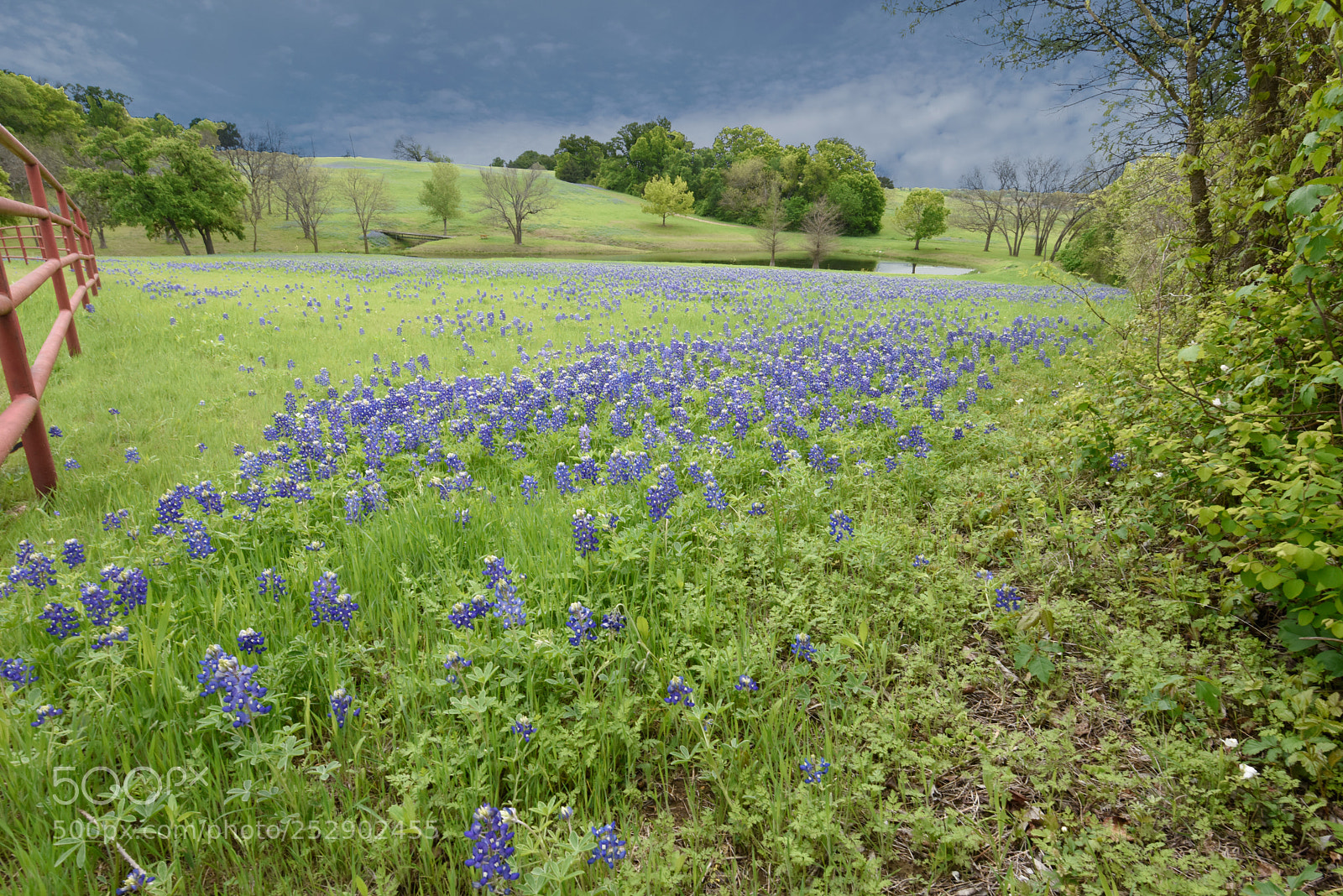 Nikon D810 sample photo. Blue bonnet fields photography