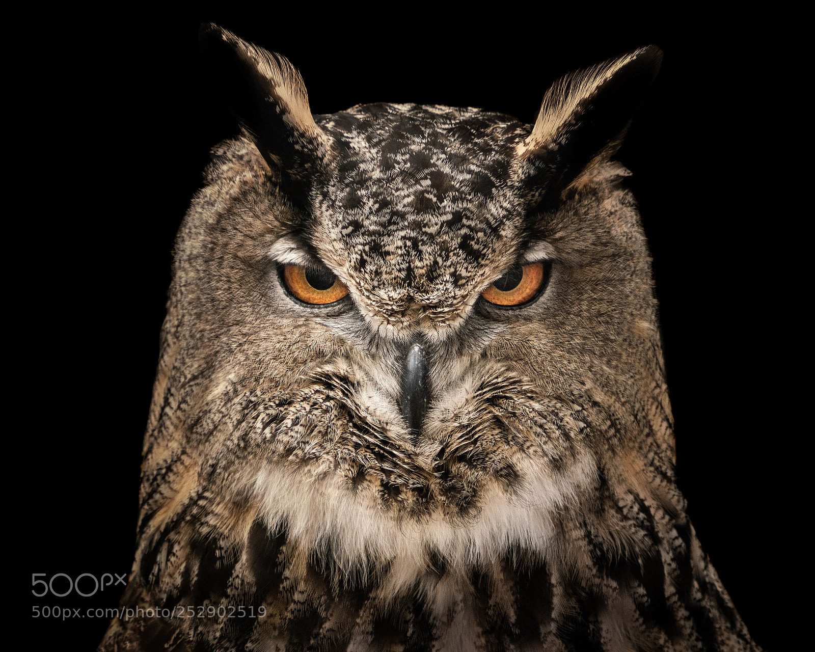 Sony a7R III sample photo. Eurasian eagle owl v photography