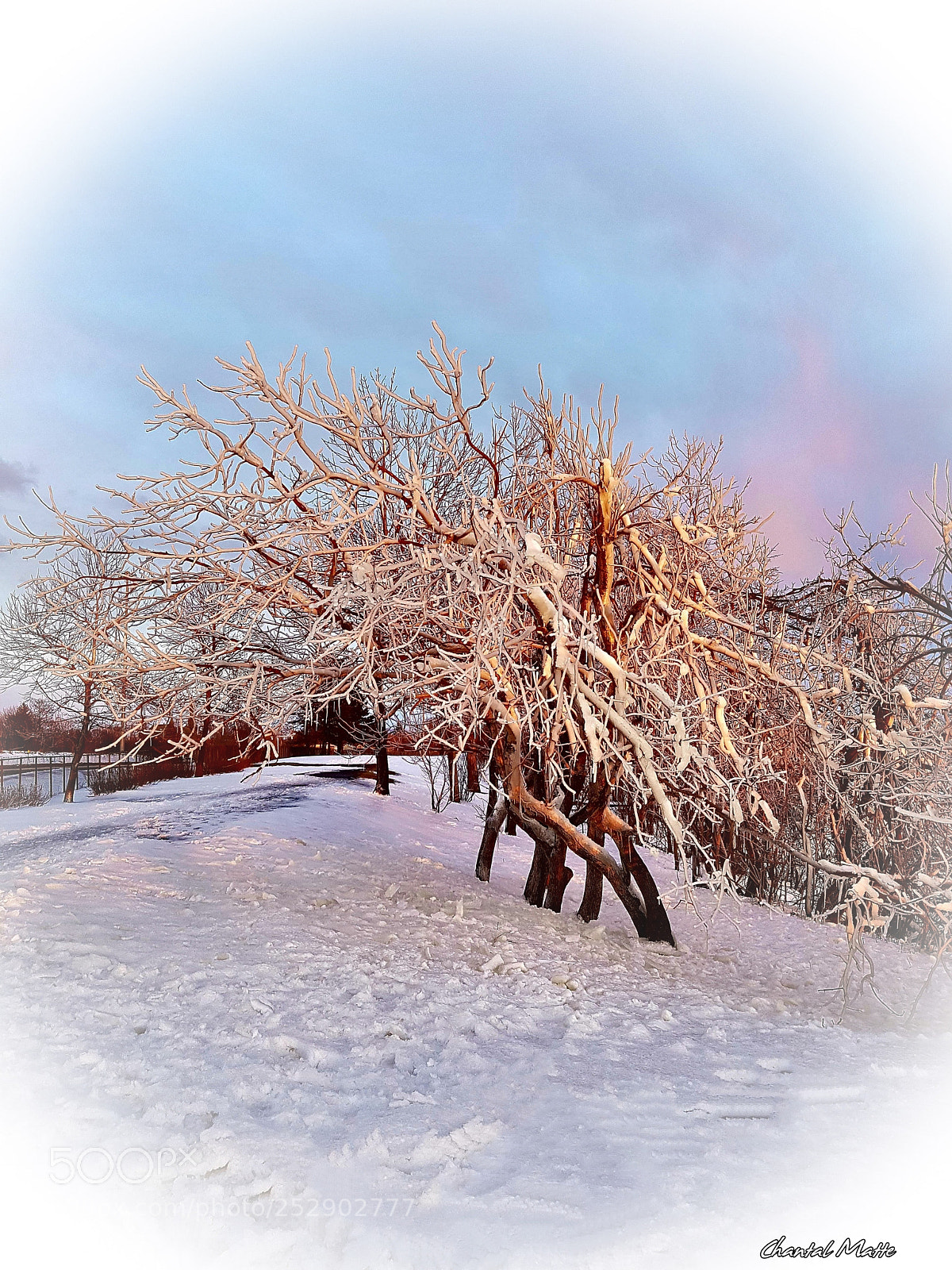 Samsung Galaxy S7 sample photo. Frozen tree photography