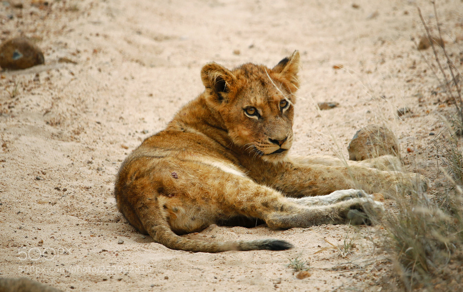 Canon EOS 70D sample photo. Lion king photography