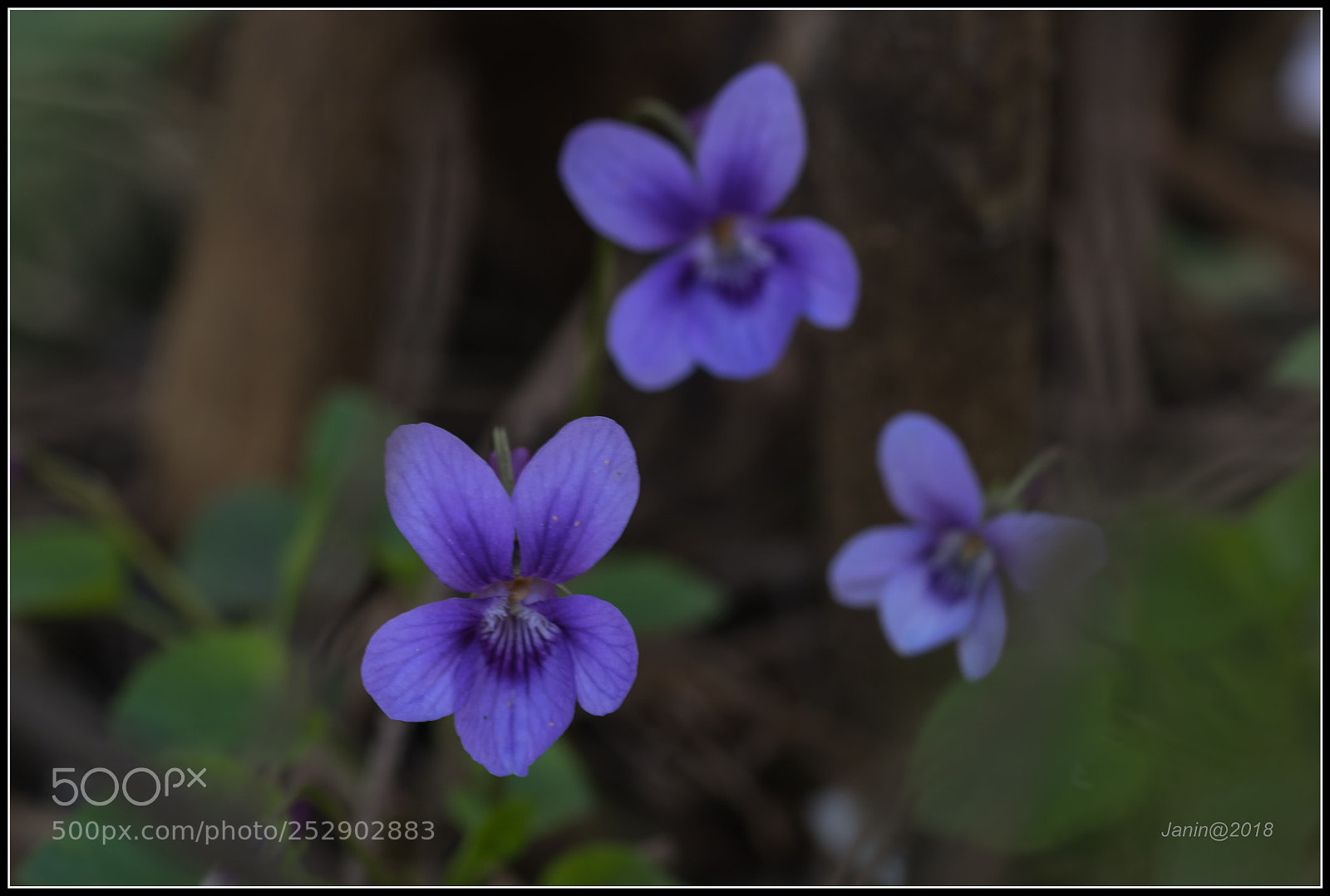 Canon EOS 77D (EOS 9000D / EOS 770D) sample photo. Violet with painted backgound photography