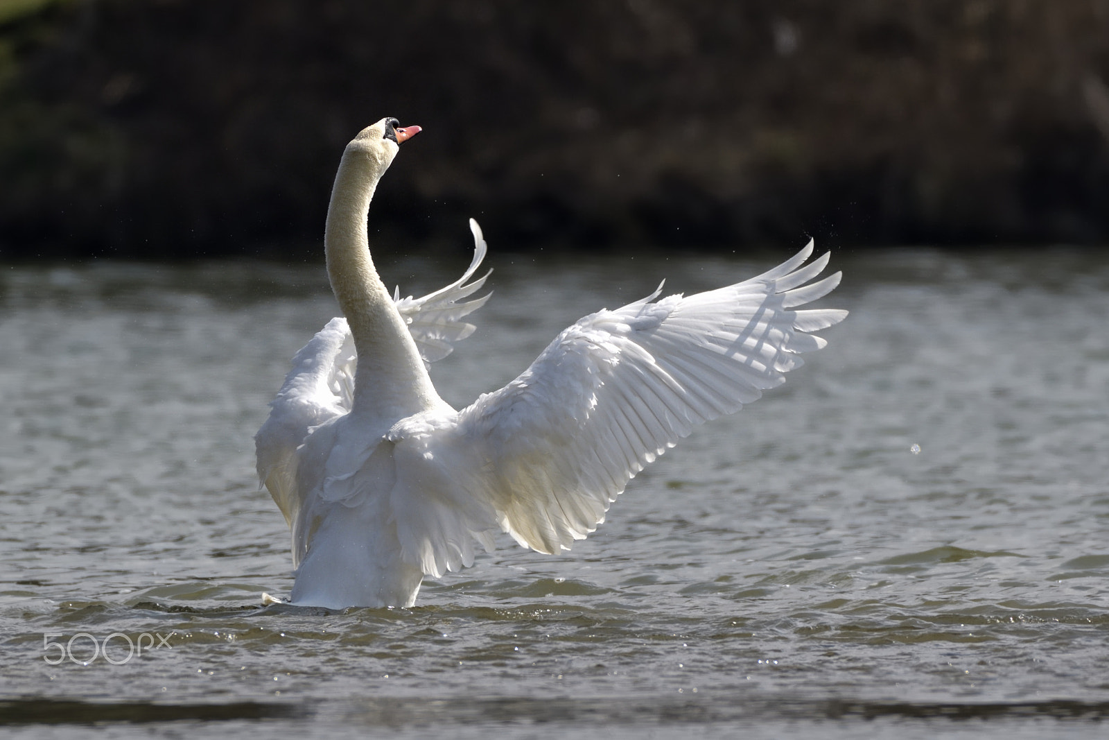 Nikon AF-S Nikkor 200-500mm F5.6E ED VR sample photo. Swan (cygnus olor) photography